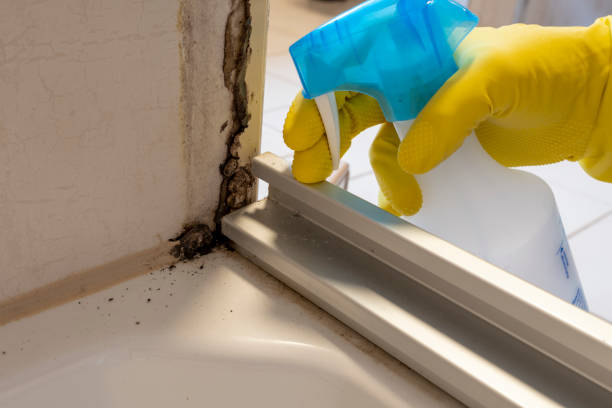 Reliable Hudson, IL Mold Removal Solutions