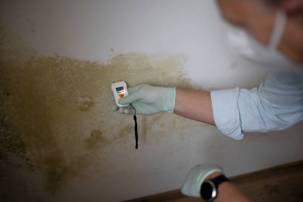 Best Black Mold Removal  in Hudson, IL