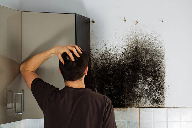 Best Mold Cleaning Services  in Hudson, IL