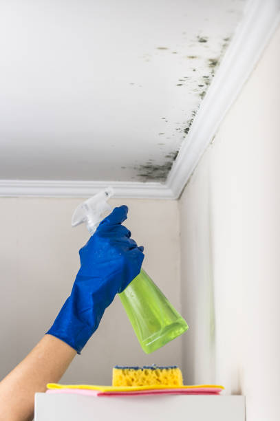 Best Best Mold Removal Companies  in Hudson, IL